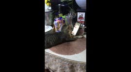 Grey Cat Caught Watching Videos