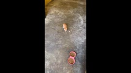 Burnt-Out Cat Momma
