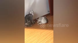 Pow! Wham! Cats in Action