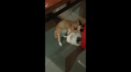 Cat romance caught on camera!