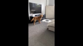 Robovac Plays Ball With Golden Retriever