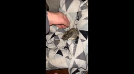 Pet dog keeps bringing his new friend - a baby rabbit - into owner's home