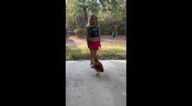 Chicken Cheer