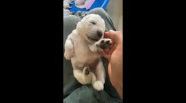 Training The Newborn Puppies