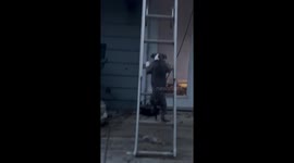 Puppy Follows Person Up Ladder