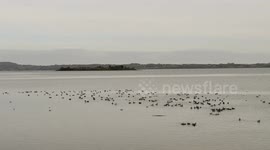 Thousands of Light Bellied Brent Geese travel from Arctic Canada to winter on Strangford Lough, Northern Ireland