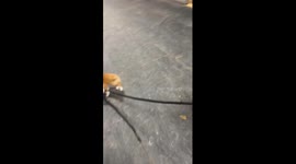 Corgi Puppy Walks Horse On Lead