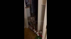 Mop Blocks Dog's Exit