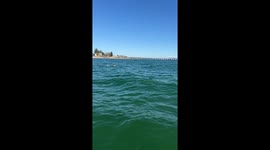 Dolphins Put on a Show for Jet Skiers