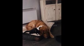Kitten name Minnie Mouse bothers unbothered Golden Retriever named Milo.