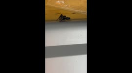 These Three Flies are Very Close