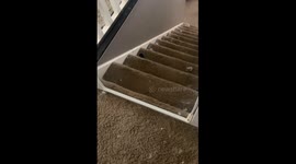 Life With Jax Is Never Quiet