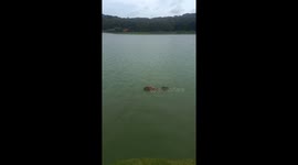 Capybara Pup Rides on Mom's Back
