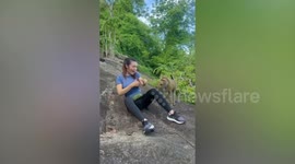 Wild monkey cups hiker's breast as she rests on mountain trail