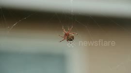 Huge spiders weaving their web in Torrance California