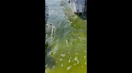 Plankton bloom turns beach murky green in Thailand