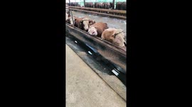 Waking a sleepy cow in Heilongjiang Province, China