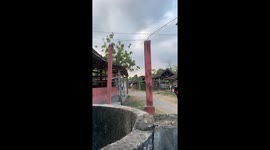 Child's play: Lana's brave cow adventure in Bantul, Yogyakarta