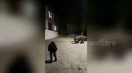 Brown bear stands up and waves at a tourist who tries to feed her cubs