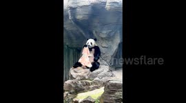 Giant panda delights spectators by mimicking keeper to wipe face with towel