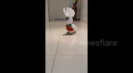 Cockatoo catwalk! Pet bird wows as she shows off spectacular Halloween costumes