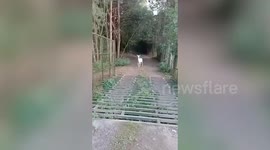 Woman has 'fairytale' experience after spotting rare white deer