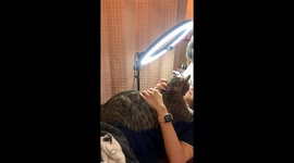 Pet cat joins woman having a beauty treatment