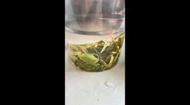 Chinese Fly Dives in Tea and Takes a Ride on Leaf Elevator