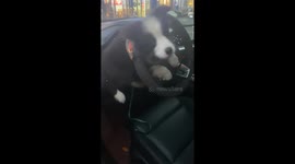 Clever Border Collie