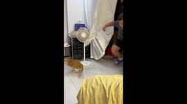 Husband plays amusing hide-and-seek game with pet cat