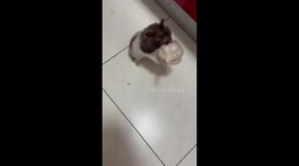 Syrian hamster hops along with head of garlic in his mouth