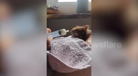 Baby red squirrel found close to death nursed back to health by hand