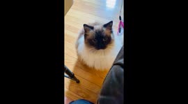 Mocha Wants Your Attention