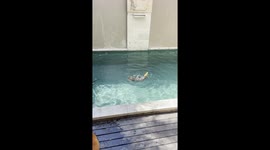 Splash the Otter Does the Crocodile Twist
