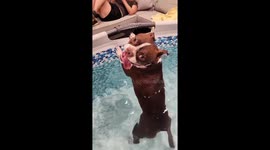 Terrier Toots In The Tub