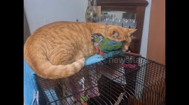 Conure Cuddles With Cat
