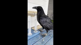 Gosha the Raven Shows Off His Skills