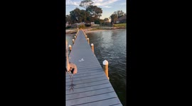Great Blue Heron Wants to Square Up