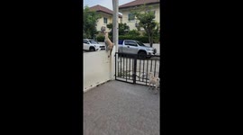 Dog Sees His Rival