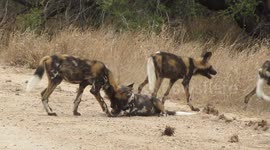 African Wild Dogs Play With Baby Impala Head