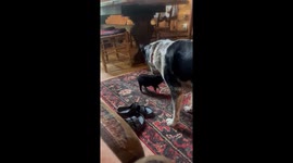 Heeler And Piggy Play At Home