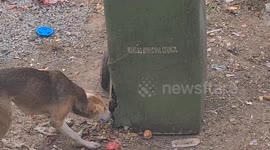 Intelligent stray dog knows how to get its food at a housing society in Margao city in the Indian state of Goa
