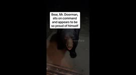 A Bear-y Good Boy Returns