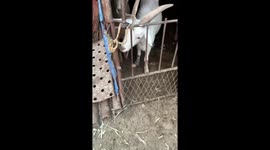 Clever goat learns to open gate by copying owner