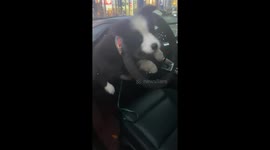 Hapless Border Collie gets stuck in car steering wheel