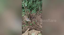 Police officer wrangles huge Burmese python that ate a chicken in farmer's orchard