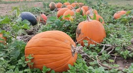 Pumpkins field at the approach of Halloween. Paris suburb, Ferme de Gally (Farm of Gally), Saint-Cyr-L'École. 13 oct 2023