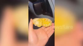 Man's dog found a super-rare lump of whale vomit - which could be worth thousands