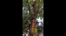 Villager climbs tall tree using shaky ladder to rescue pet cat stuck for two weeks