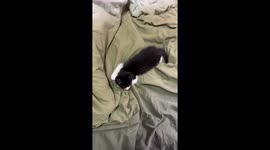 Cute black-and-white kitten loves having her tummy tickled
